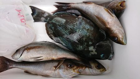 伊豆下田フィッシング 釣果