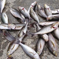 伊豆下田フィッシング 釣果