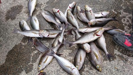 伊豆下田フィッシング 釣果