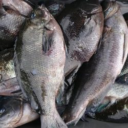 伊豆下田フィッシング 釣果