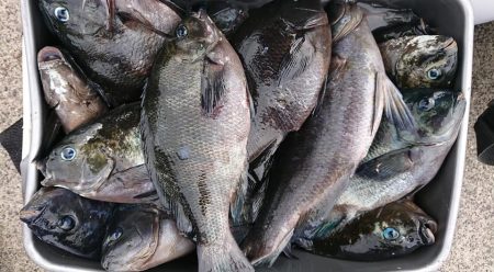 伊豆下田フィッシング 釣果