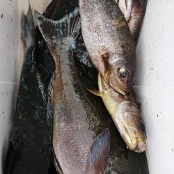 伊豆下田フィッシング 釣果