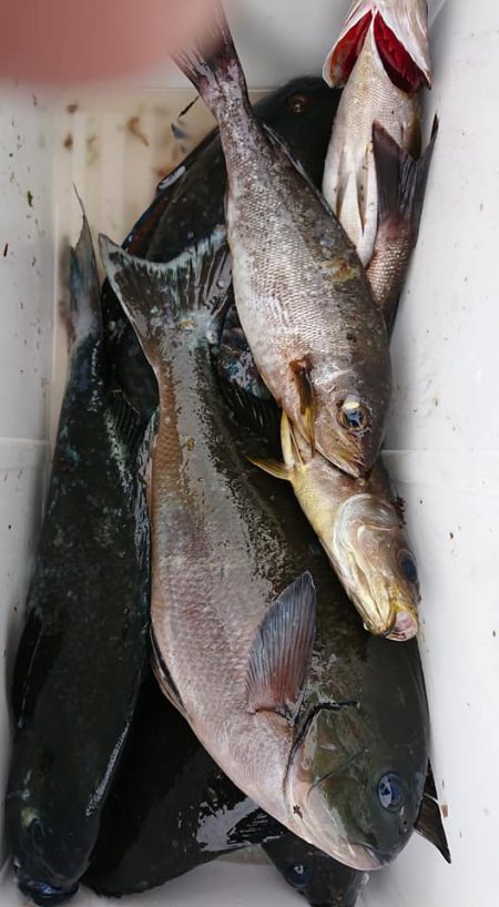 伊豆下田フィッシング 釣果