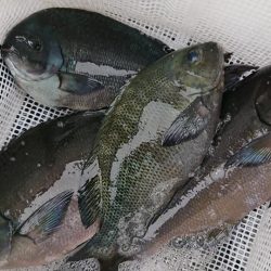 伊豆下田フィッシング 釣果