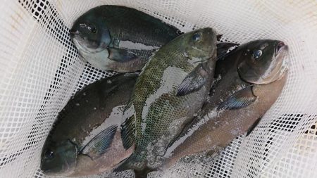 伊豆下田フィッシング 釣果