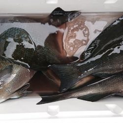 伊豆下田フィッシング 釣果