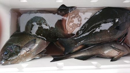 伊豆下田フィッシング 釣果