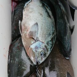 伊豆下田フィッシング 釣果