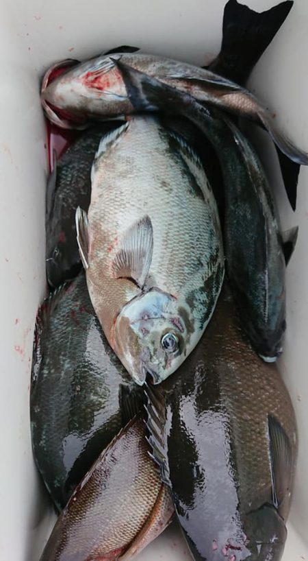 伊豆下田フィッシング 釣果