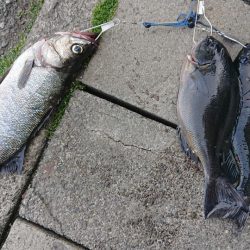 伊豆下田フィッシング 釣果