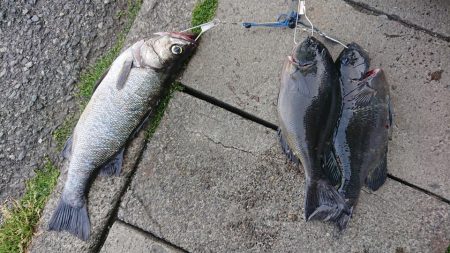 伊豆下田フィッシング 釣果