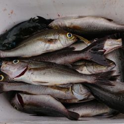 伊豆下田フィッシング 釣果