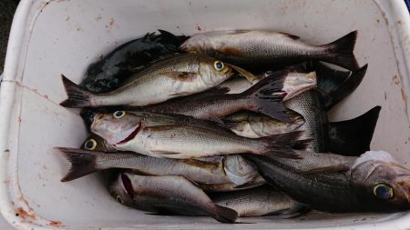 伊豆下田フィッシング 釣果