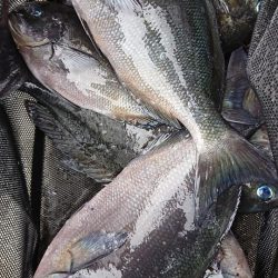 伊豆下田フィッシング 釣果