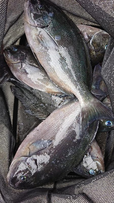 伊豆下田フィッシング 釣果