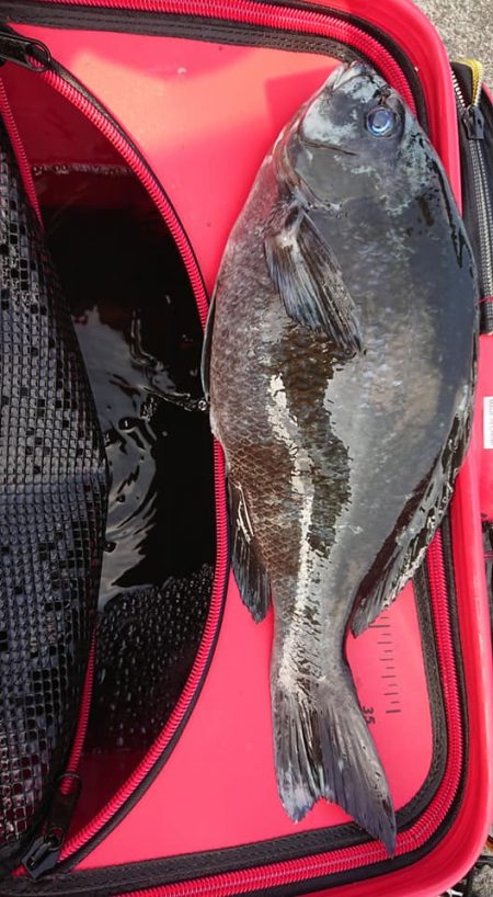 伊豆下田フィッシング 釣果