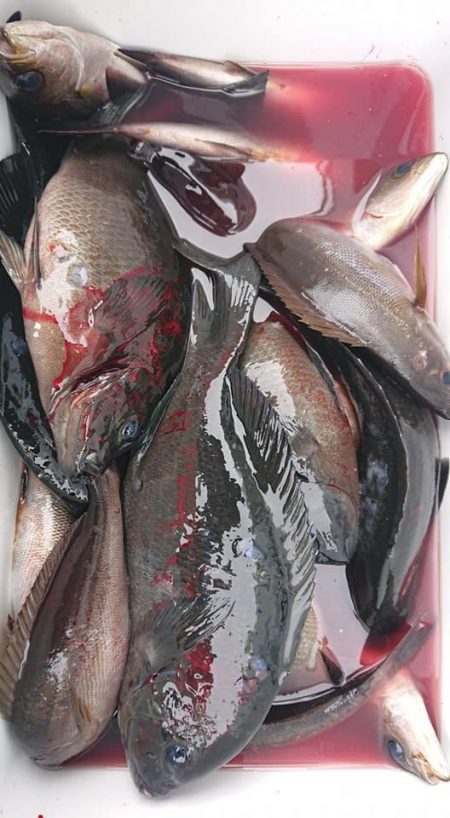 伊豆下田フィッシング 釣果