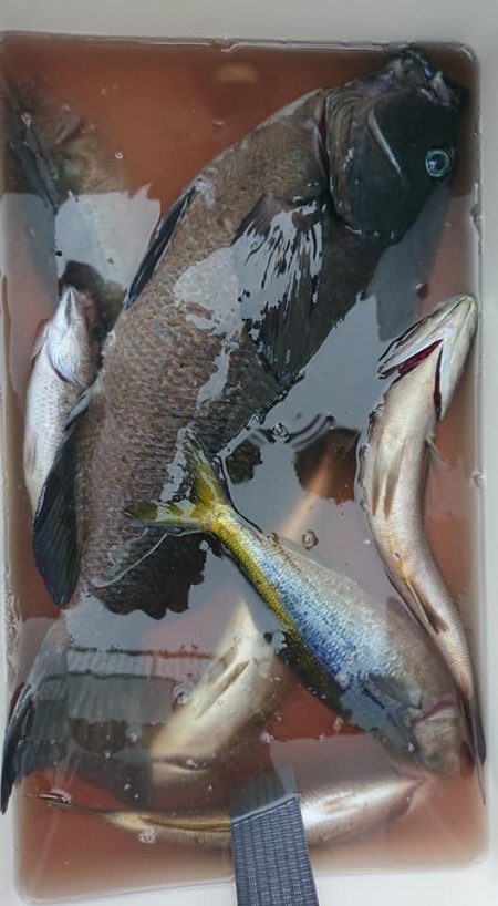 伊豆下田フィッシング 釣果