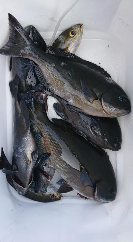 伊豆下田フィッシング 釣果