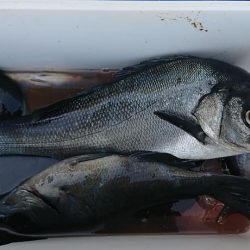 伊豆下田フィッシング 釣果