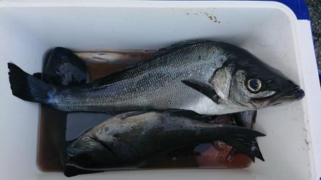 伊豆下田フィッシング 釣果