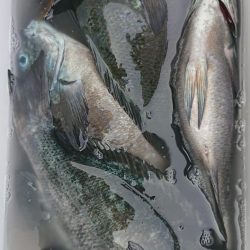 伊豆下田フィッシング 釣果