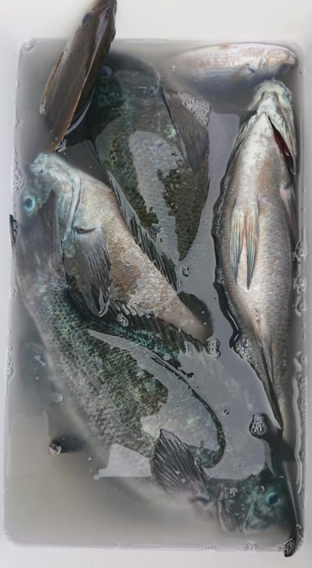 伊豆下田フィッシング 釣果