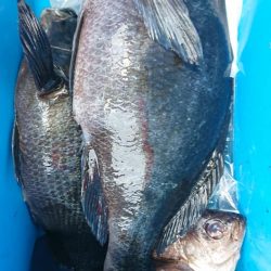 伊豆下田フィッシング 釣果