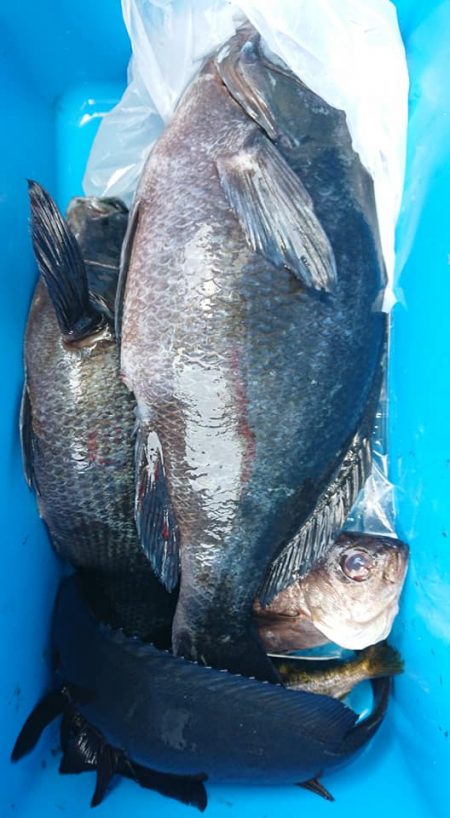 伊豆下田フィッシング 釣果