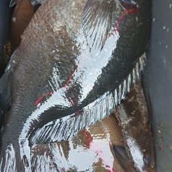 伊豆下田フィッシング 釣果