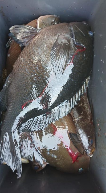 伊豆下田フィッシング 釣果