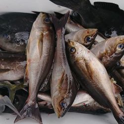 伊豆下田フィッシング 釣果