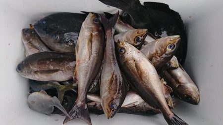 伊豆下田フィッシング 釣果