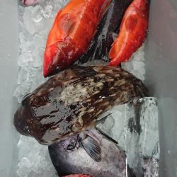 伊豆下田フィッシング 釣果