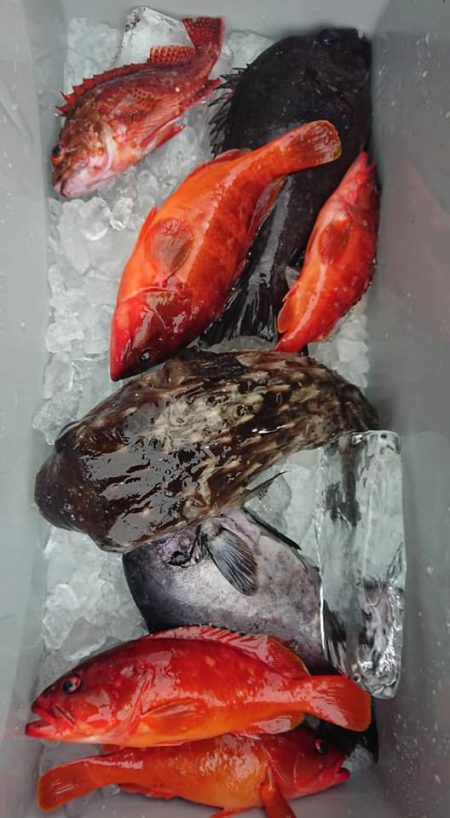 伊豆下田フィッシング 釣果