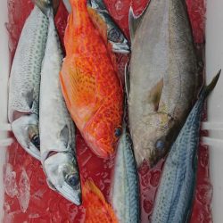 伊豆下田フィッシング 釣果