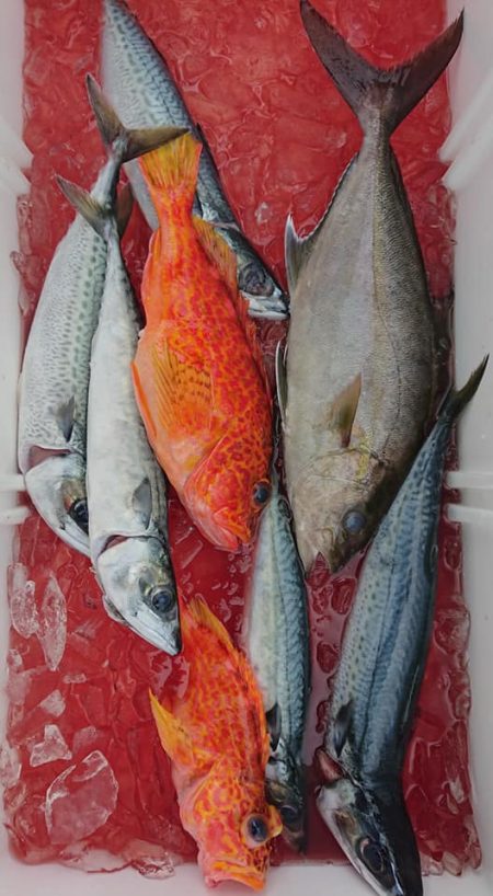 伊豆下田フィッシング 釣果