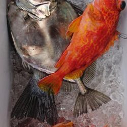 伊豆下田フィッシング 釣果