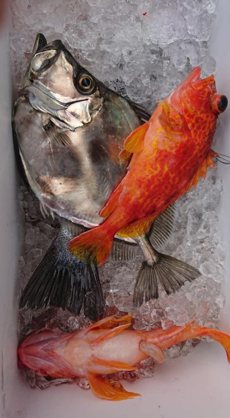 伊豆下田フィッシング 釣果