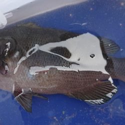 伊豆下田フィッシング 釣果