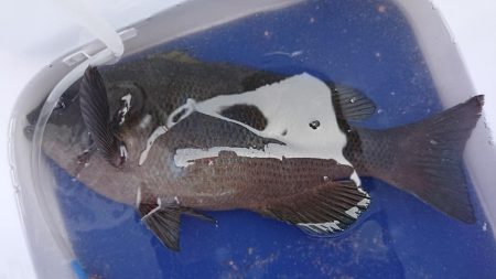 伊豆下田フィッシング 釣果