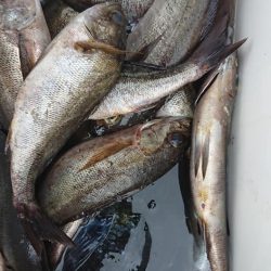 伊豆下田フィッシング 釣果