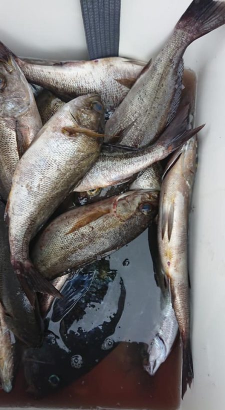 伊豆下田フィッシング 釣果