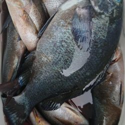 伊豆下田フィッシング 釣果