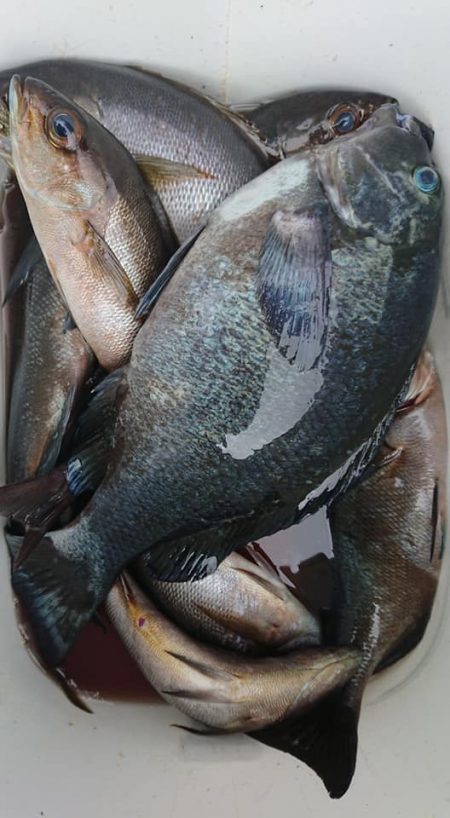 伊豆下田フィッシング 釣果