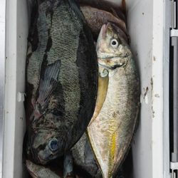 伊豆下田フィッシング 釣果