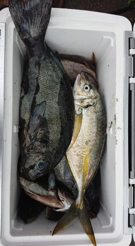 伊豆下田フィッシング 釣果