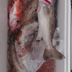 伊豆下田フィッシング 釣果