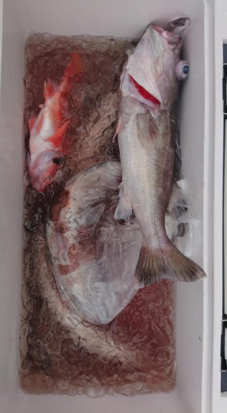 伊豆下田フィッシング 釣果