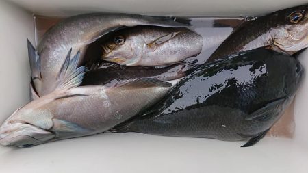 伊豆下田フィッシング 釣果